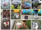 Pet Umbrella, Dog Umbrella with Leash Snow-Proof Rain Proof Windproof Umbrella